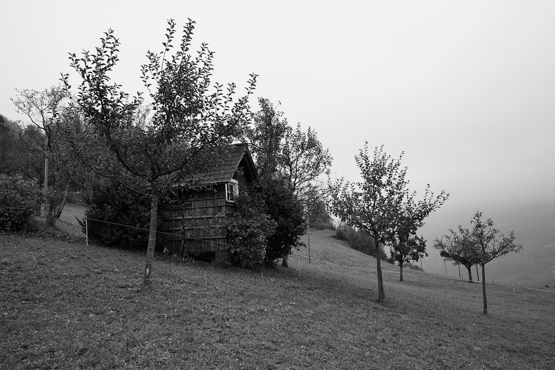 Anya Gallaccio – Have, 2001 – Foto: Michael Fontana