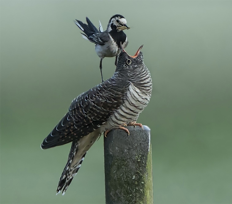 Photo: Werner Oppermann (naturfotografen-forum.de)